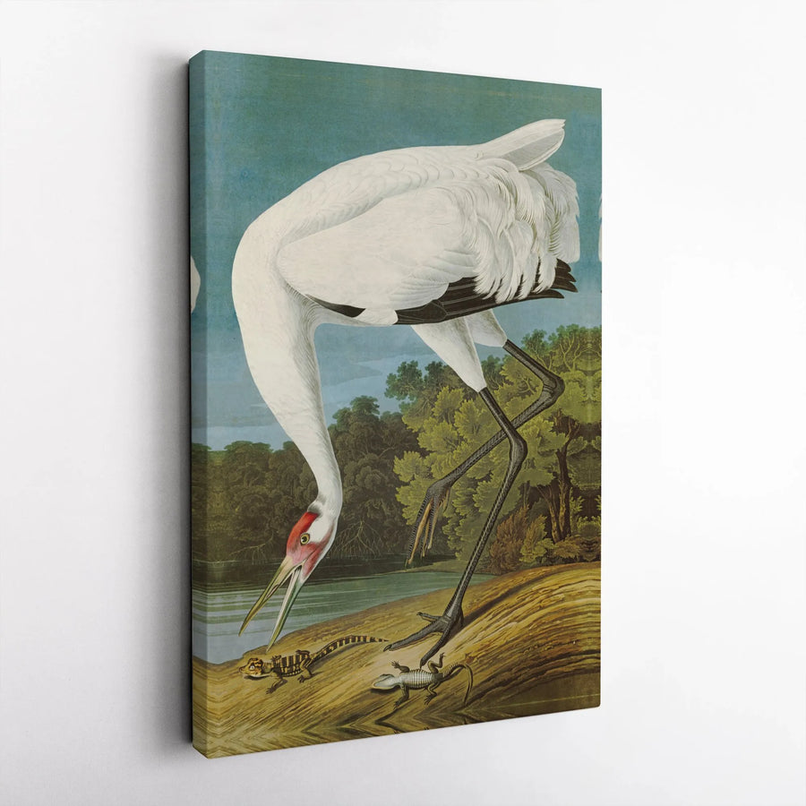 Whooping Crane Bird Canvas Wall Art | Vintage Naturalist Illustration | Premium Gallery Wrapped Print | Nature Lover Home Decor Gift