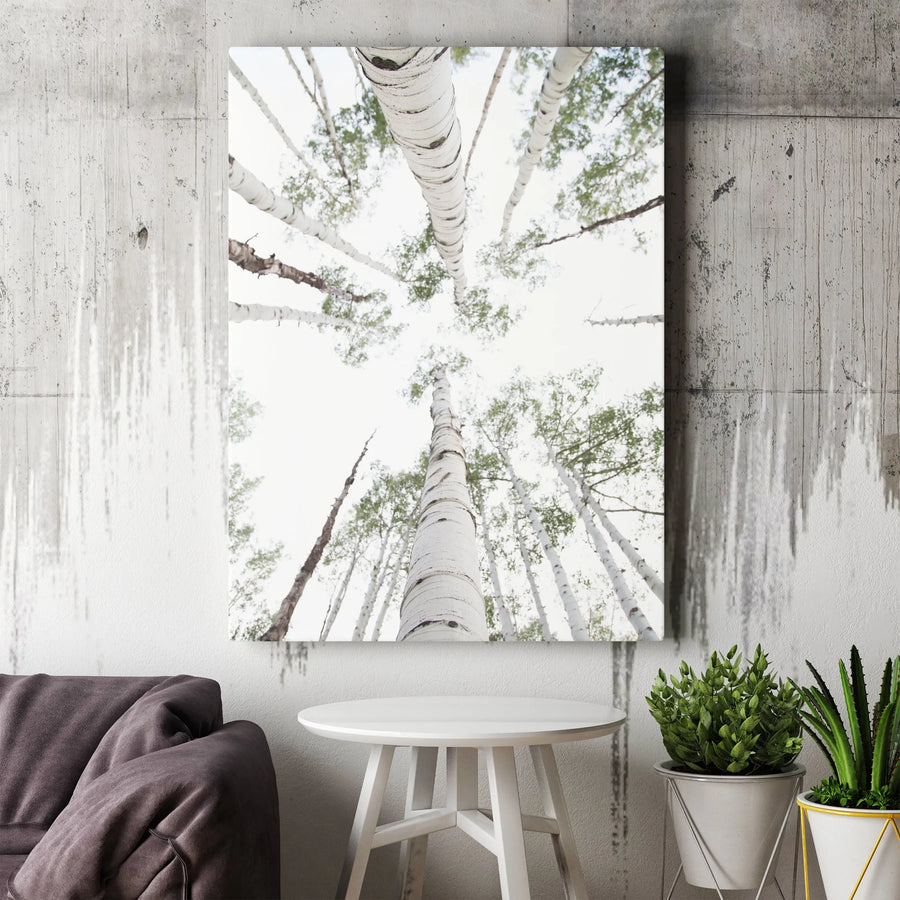 Aspen Tree Canvas Print | Upward View Forest Photography | Premium Gallery Quality Canvas | Limited Edition Rustic Home Decor Gift