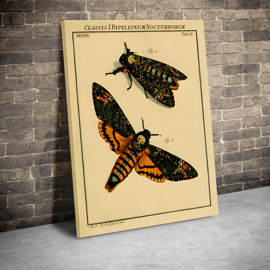 Death's-Head Hawkmoth Canvas Art | Vintage Scientific Insect Illustration | Premium Fade-Resistant Gallery Wrap | Gothic Entomology Home Decor