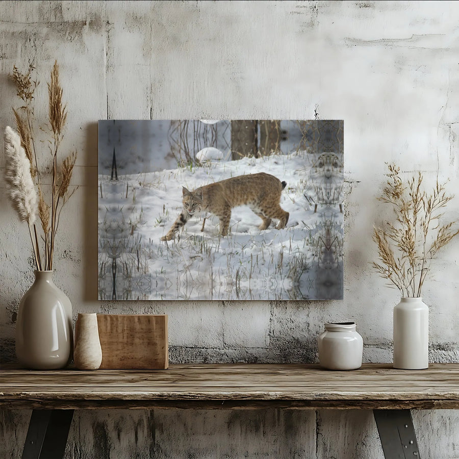 Bobcat Wall Art Canvas | Winter Wildlife Photography Print | 1.25" Premium Gallery Wrap | Nature Lover Gift For Home Decor