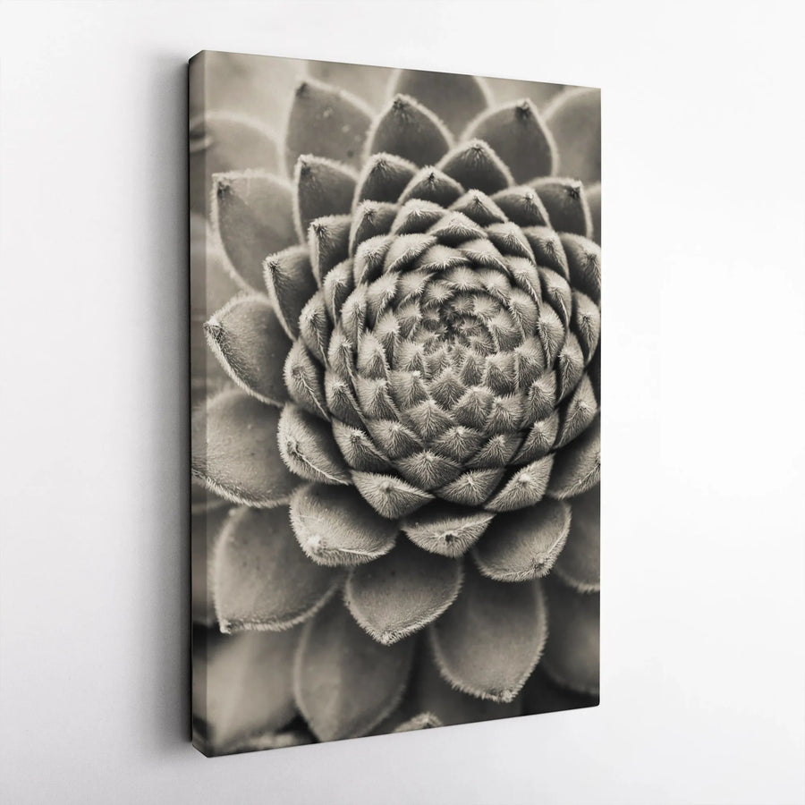 Succulent Canvas Wall Art | Macro Black and White Botanical Print | Premium 1.25 Inch Gallery Wrap | Modern Minimalist Nature Home Decor