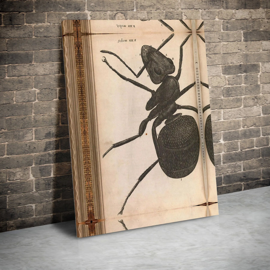 Ant Scientific Illustration Canvas | Vintage Biological Anatomy Diagram | Premium Gallery-Wrapped Wall Art | Entomologist Office Decor Gift
