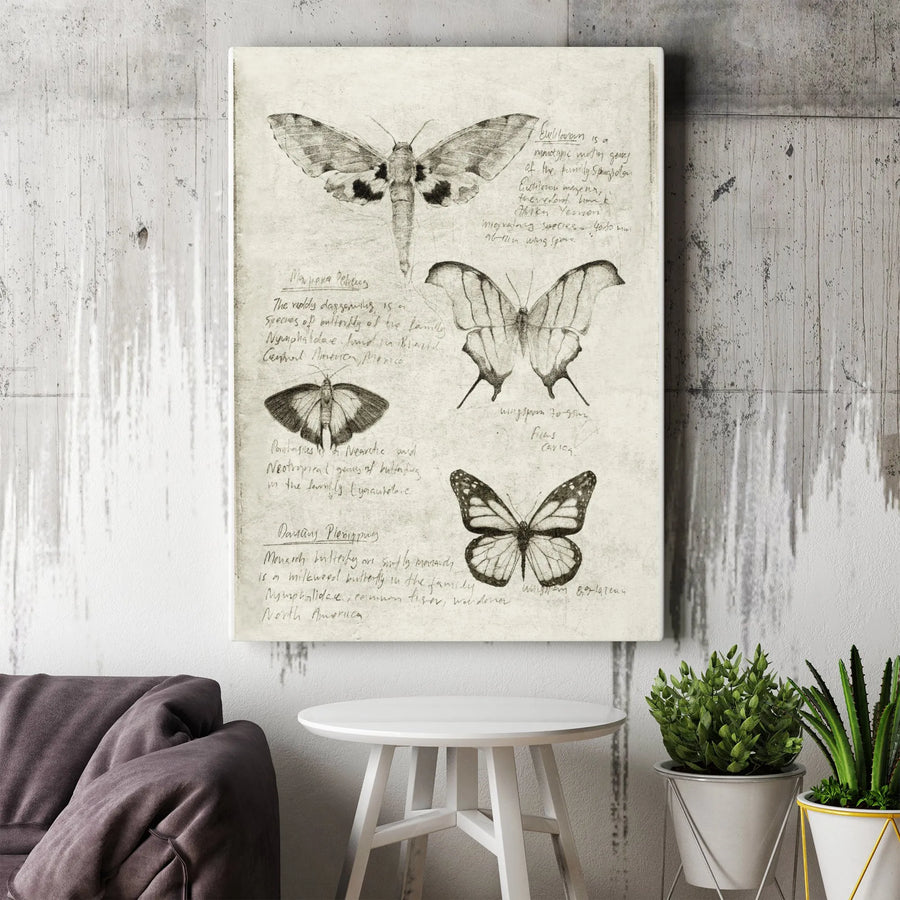 Vintage Butterfly Canvas Wall Art | Entomology Sketch Illustration | Premium Gallery Wrap Print | Collector's Gift for Nature Lover