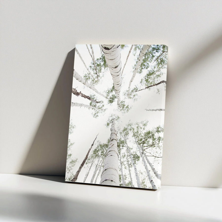 Aspen Tree Canvas Print | Upward View Forest Photography | Premium Gallery Quality Canvas | Limited Edition Rustic Home Decor Gift