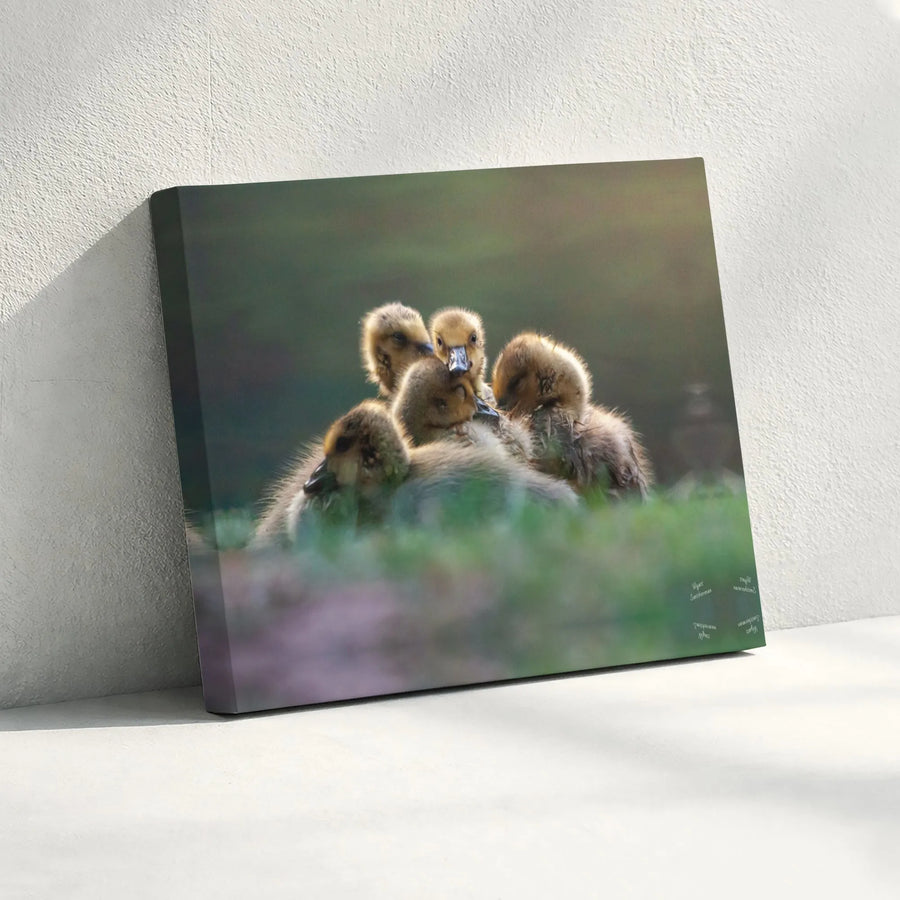 Baby Goslings Wall Art | Cute Fluffy Ducklings Huddle Print | Gallery-Quality 1.25-Inch Canvas | Rustic Farmhouse Nursery & Nature Home Decor Gift