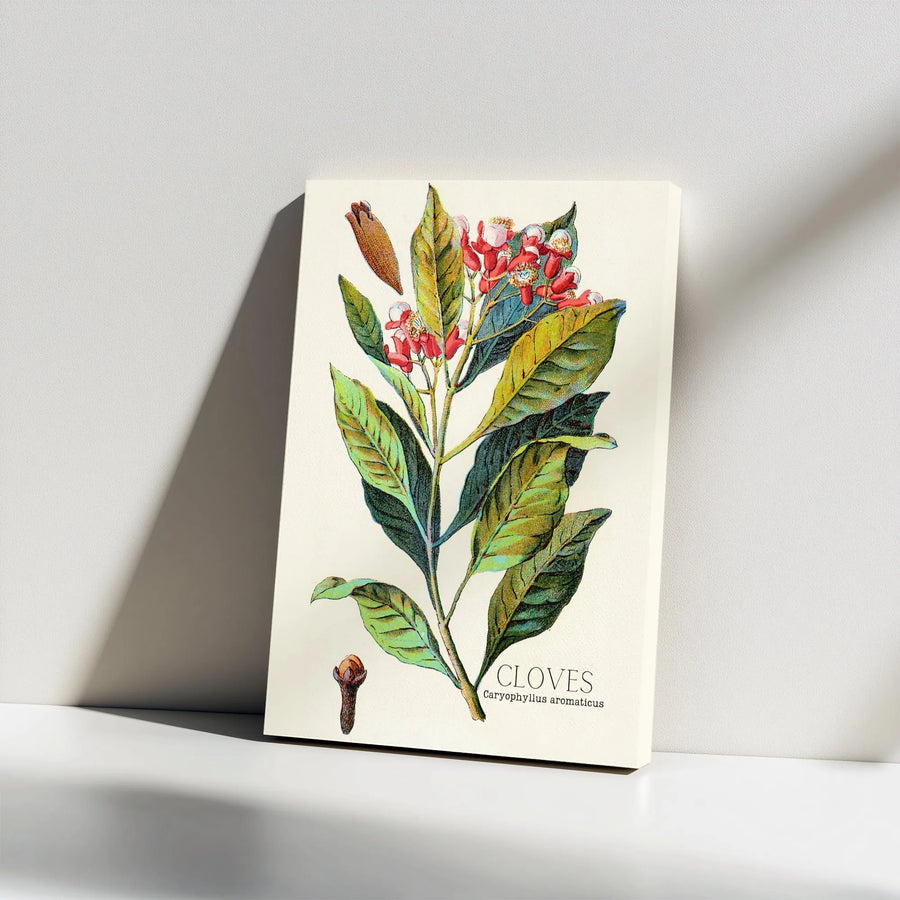 Vintage Botanical Cloves Canvas Print | Scientific Clove Plant Illustration | Premium Fade-Resistant Ink | Kitchen & Farmhouse Wall Decor Gift