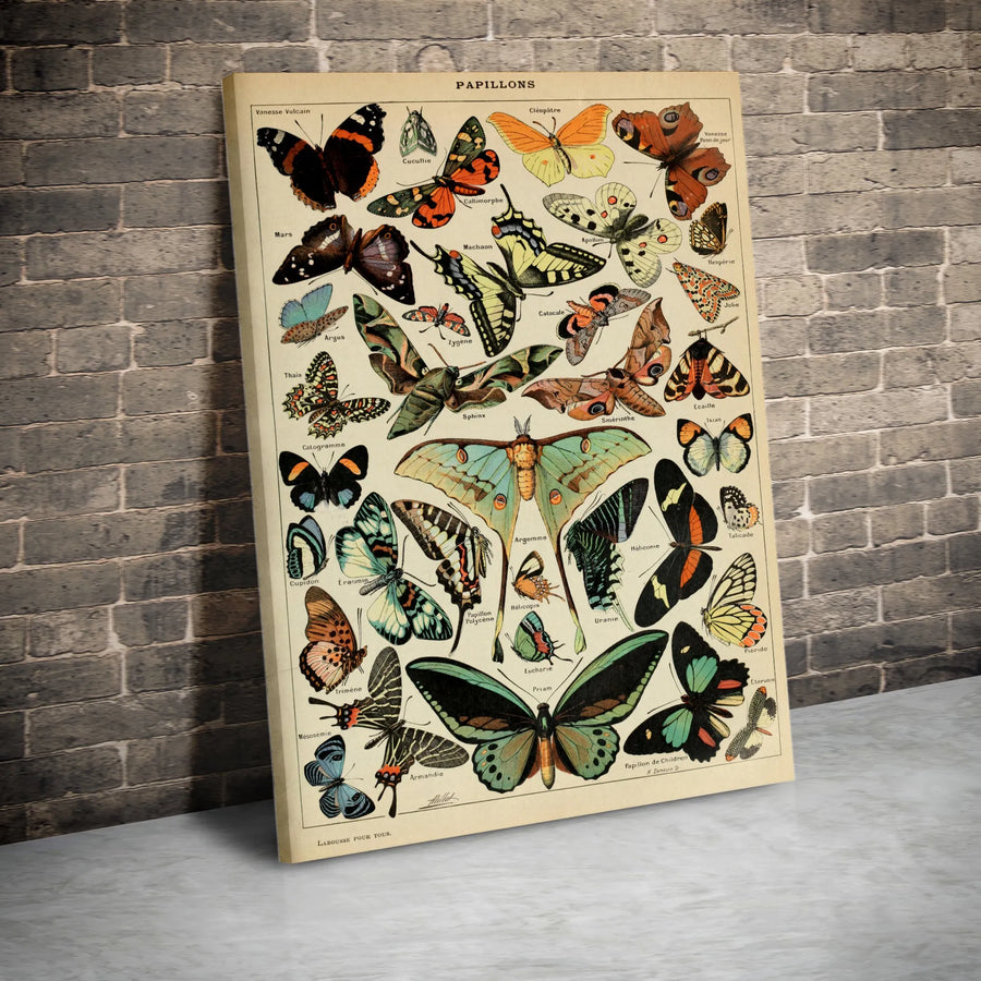 Vintage Butterfly Chart Canvas | French Papillons Scientific Illustration | Premium Gallery Wrapped Art Print | Collector's Gift for Entomologist
