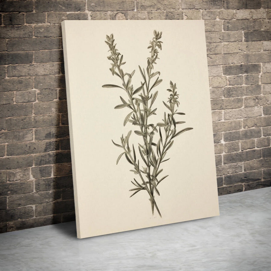 Vintage Botanical Canvas Wall Art | Rosemary Herb Sketch Print | Premium 1.25" Thick Canvas | Modern Farmhouse Kitchen Decor Gift