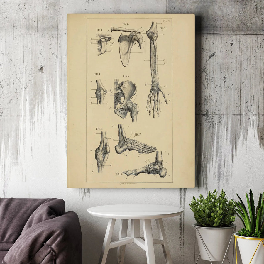 Vintage Anatomy Canvas Print | Human Skeleton Bones Illustration | Premium Gallery Wrap | Gift for Medical Student or Doctor Office Decor