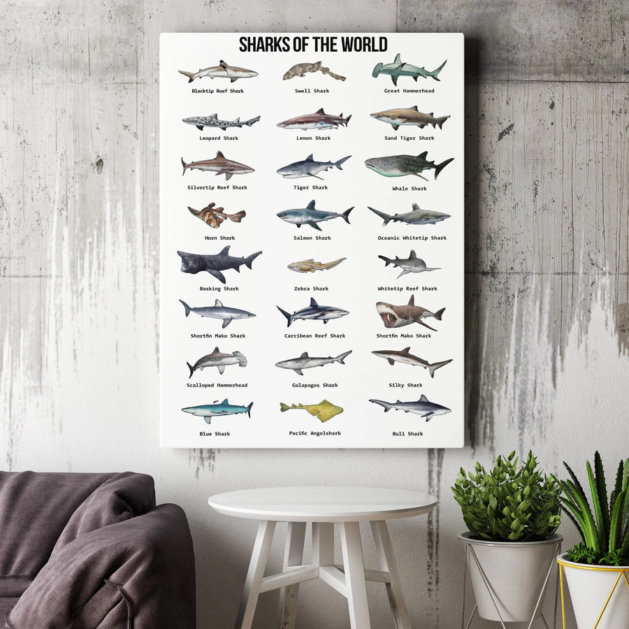 Sharks Of The World Identification Chart | Educational Marine Life Poster | Premium Gallery Canvas | Gift For Ocean Lovers And Science Enthusiasts