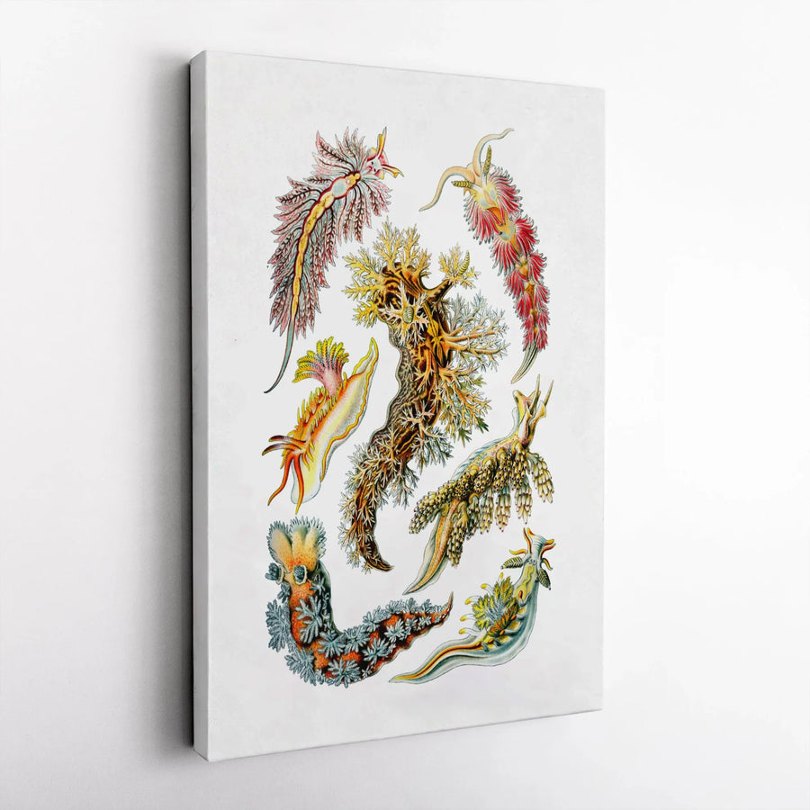 Nudibranch Wall Art Canvas | Vintage Marine Sea Slug Scientific Illustration | Premium Gallery Wrap Decor | Gift for Marine Biologist