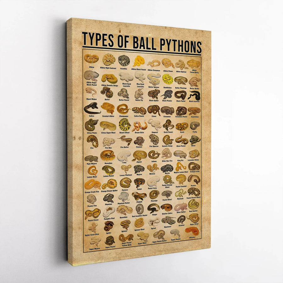 Types Of Ball Pythons Morph Guide Canvas | Educational Snake Anatomy Poster | Premium Gallery Wrap Wall Art | Perfect Reptile Lover Gift