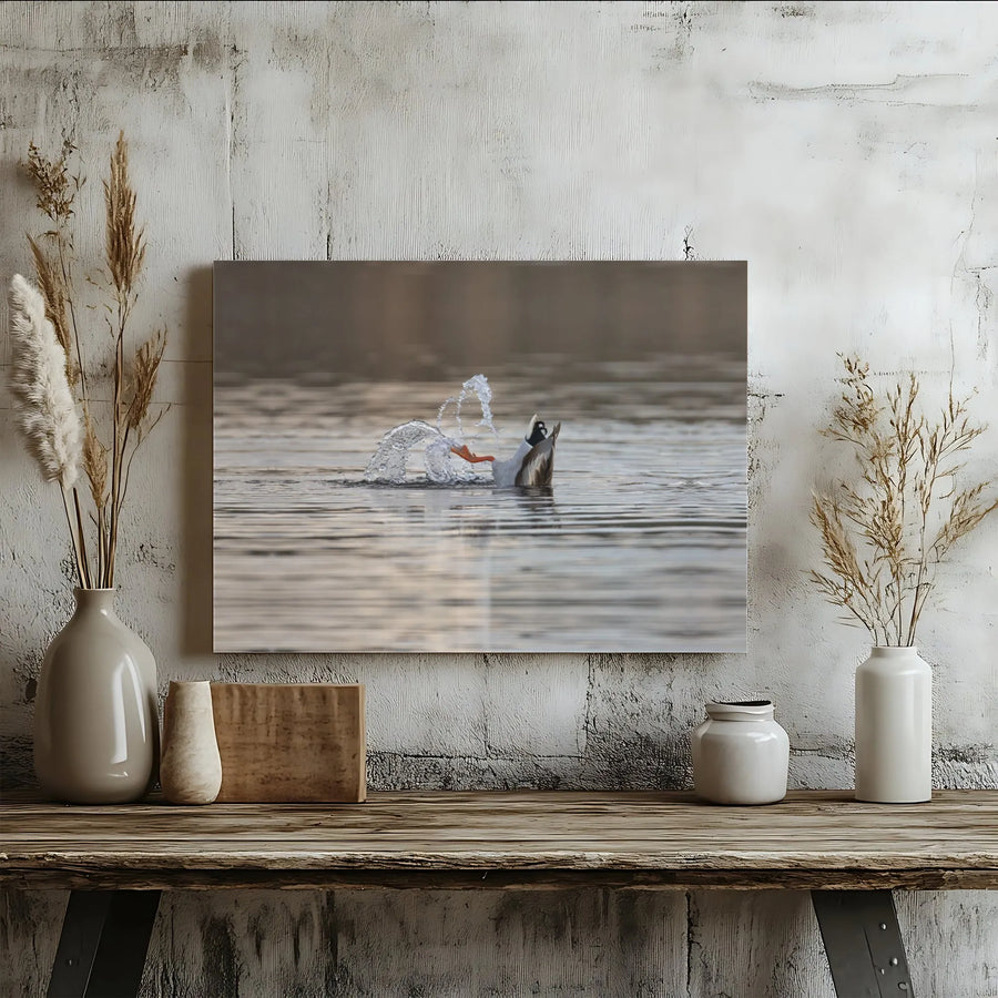 Duck Diving Canvas Print | Wildlife Nature Photography | Premium 1.25 Inch Thick Gallery Wrap | Modern Home Decor Wall Art for Living Room