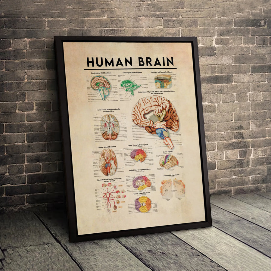 Human Brain Anatomy Poster | Vintage Medical Chart Canvas Wall Art | Premium Scientific Illustration Print | Gift for Doctor or Medical Student