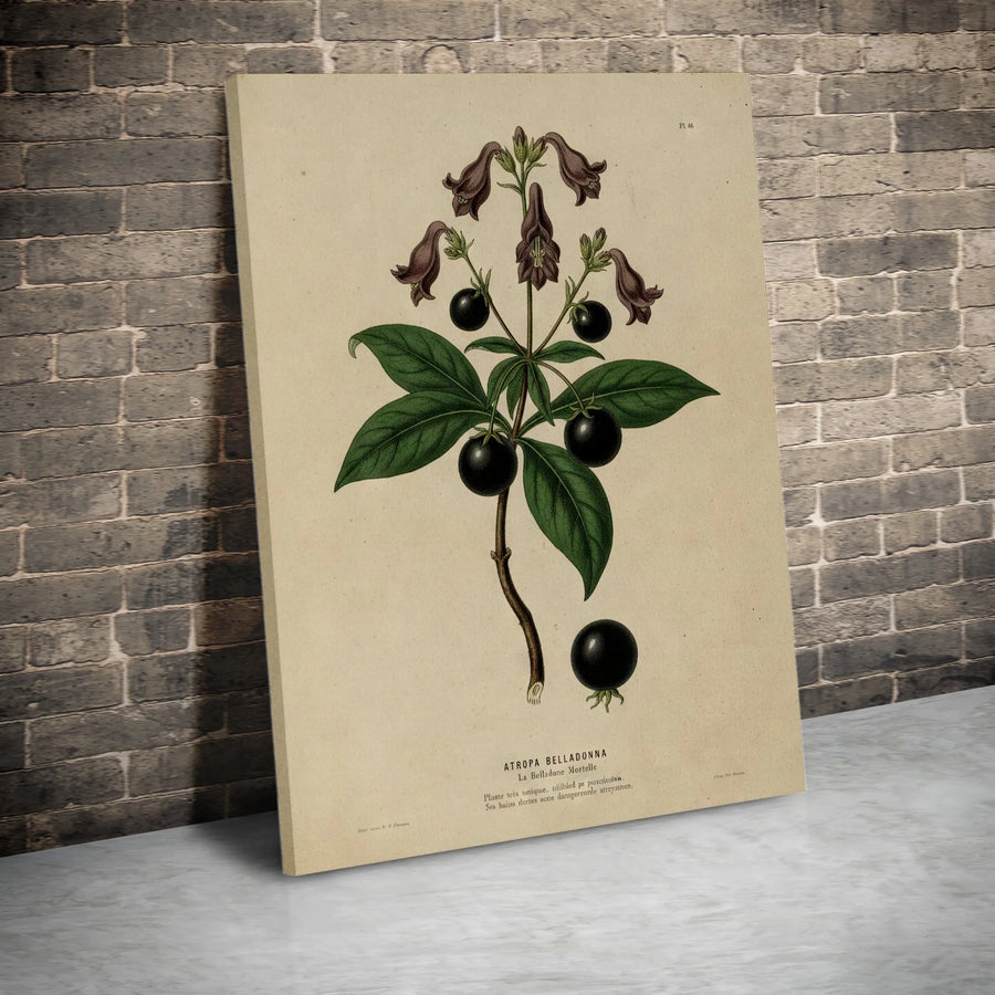 Atropa Belladonna Botanical Print | Vintage Poisonous Plant Art | Premium Gallery Canvas | Dark Academia Home Decor Gift