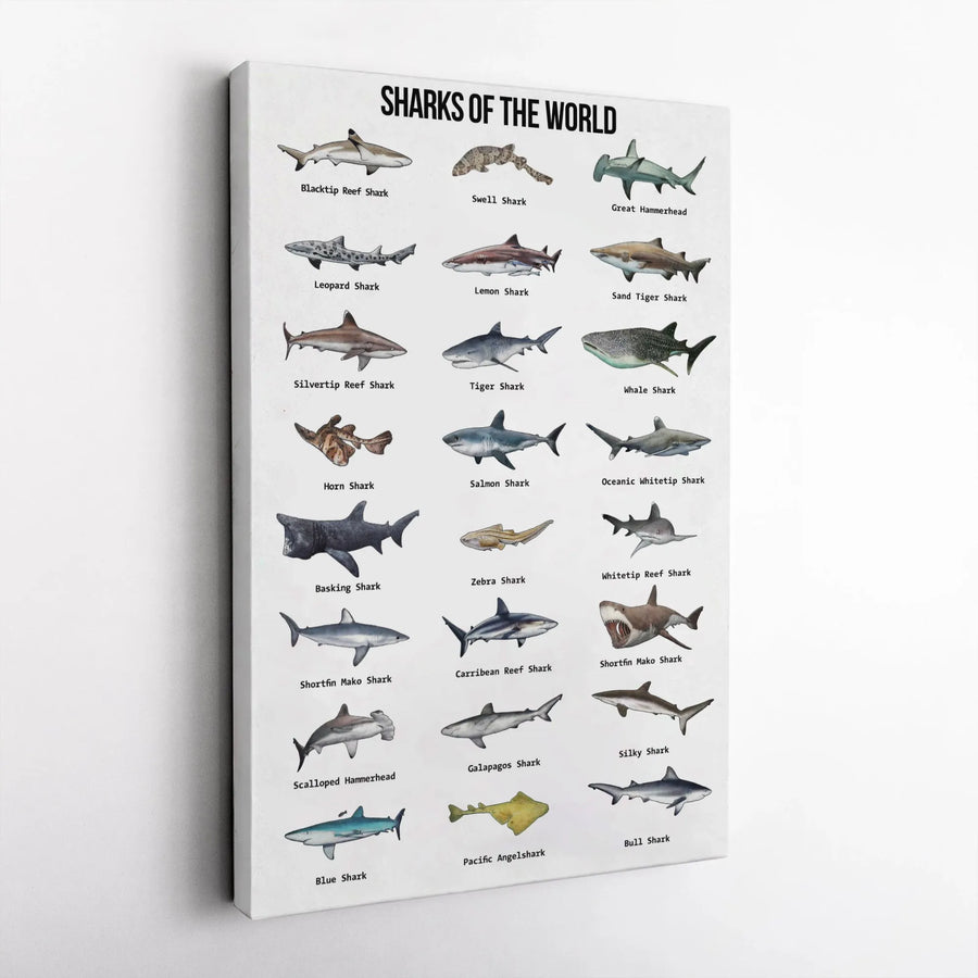 Sharks Of The World Identification Chart | Educational Marine Life Poster | Premium Gallery Canvas | Gift For Ocean Lovers And Science Enthusiasts