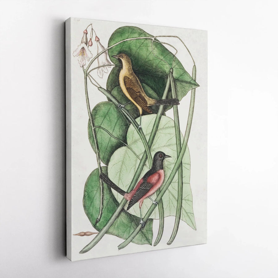 Vintage Bird Botanical Canvas Wall Art | Ornithological Scientific Illustration | Gallery Wrap Premium Print | Nature Lover Gift Home Decor