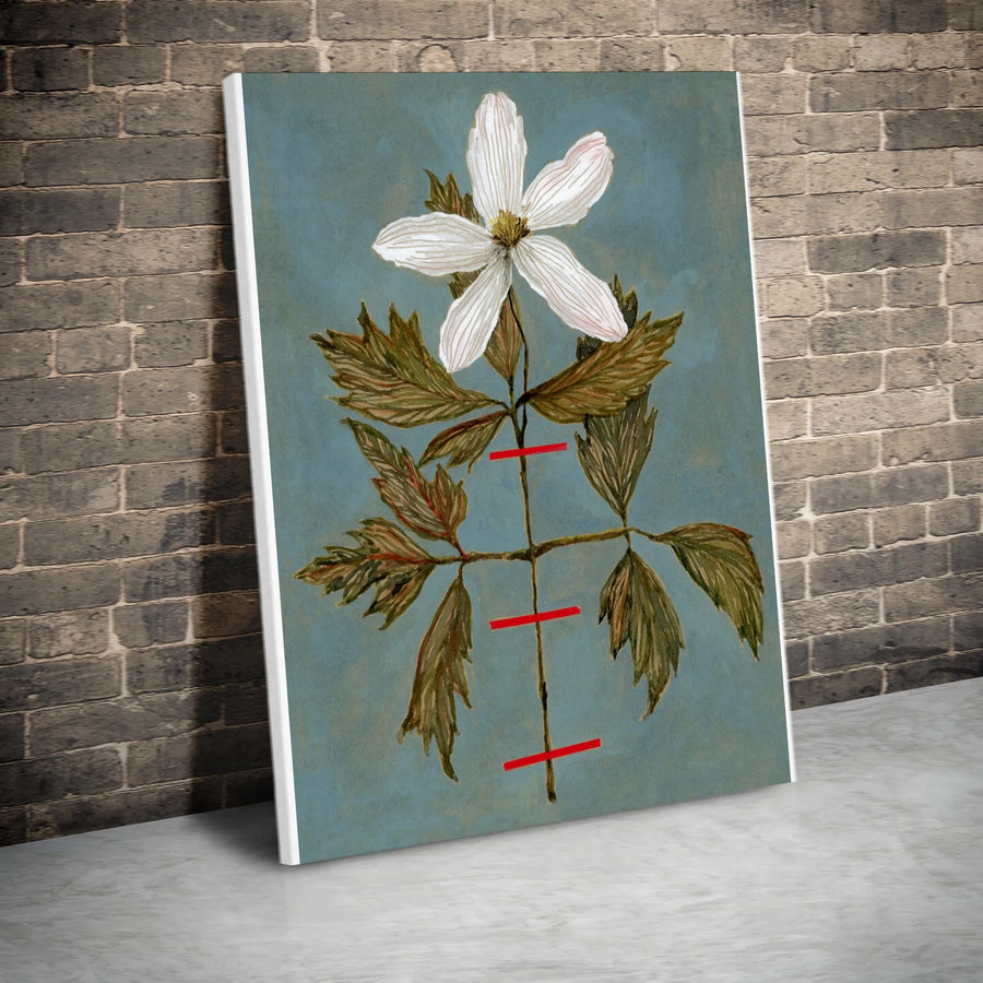 Wood Anemone Botanical Canvas Print | Vintage Herbarium Illustration | Premium Gallery Wrapped Canvas | Cottagecore Home Decor Gift for Gardener