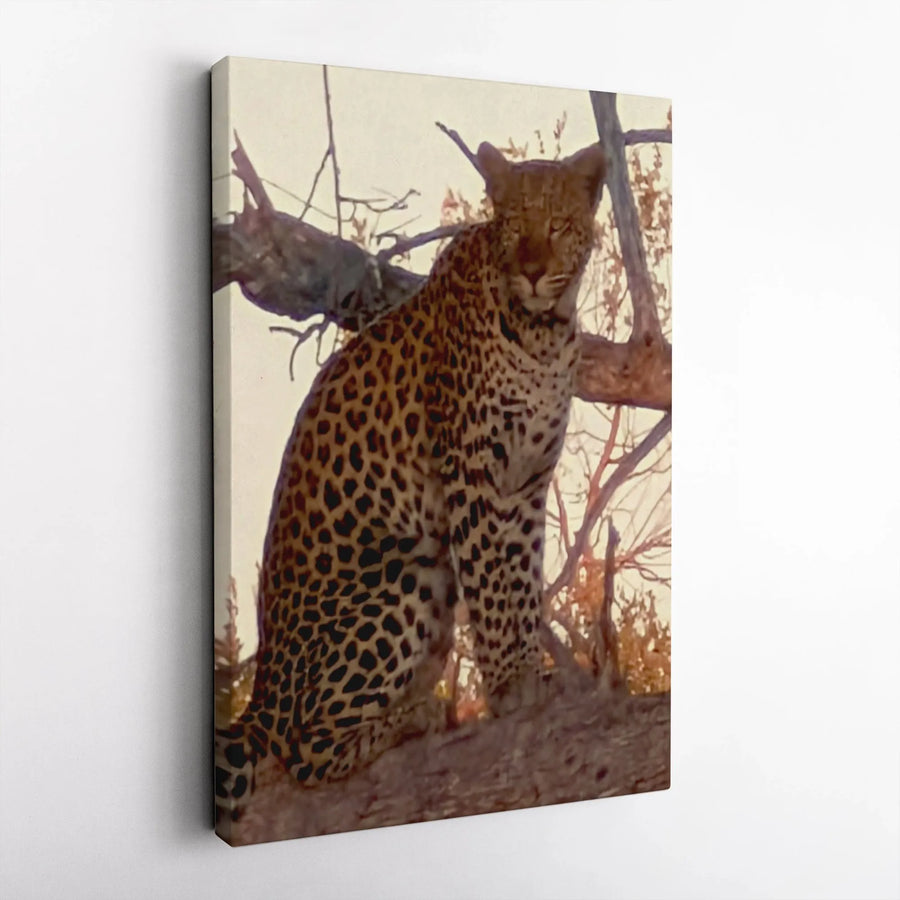 Leopard Wildlife Canvas Print | Majestic Big Cat Photography | Premium 1.25-Inch Gallery Wrap | Safari Animal Home Decor Gift