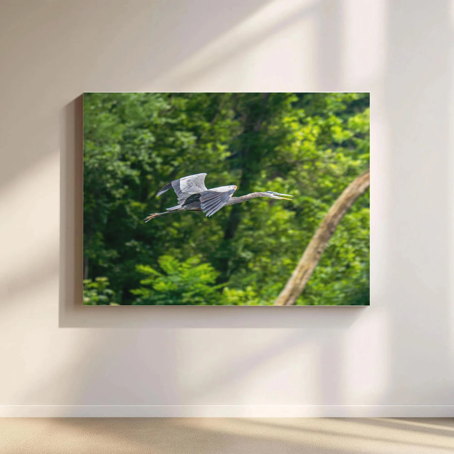 Great Blue Heron Canvas Wall Art | Flying Bird Nature Photography | Premium Gallery Wrap 1.25" Profile | Wildlife Decor For Living Room Home Gift