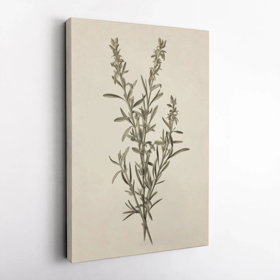 Vintage Botanical Canvas Wall Art | Rosemary Herb Sketch Print | Premium 1.25" Thick Canvas | Modern Farmhouse Kitchen Decor Gift