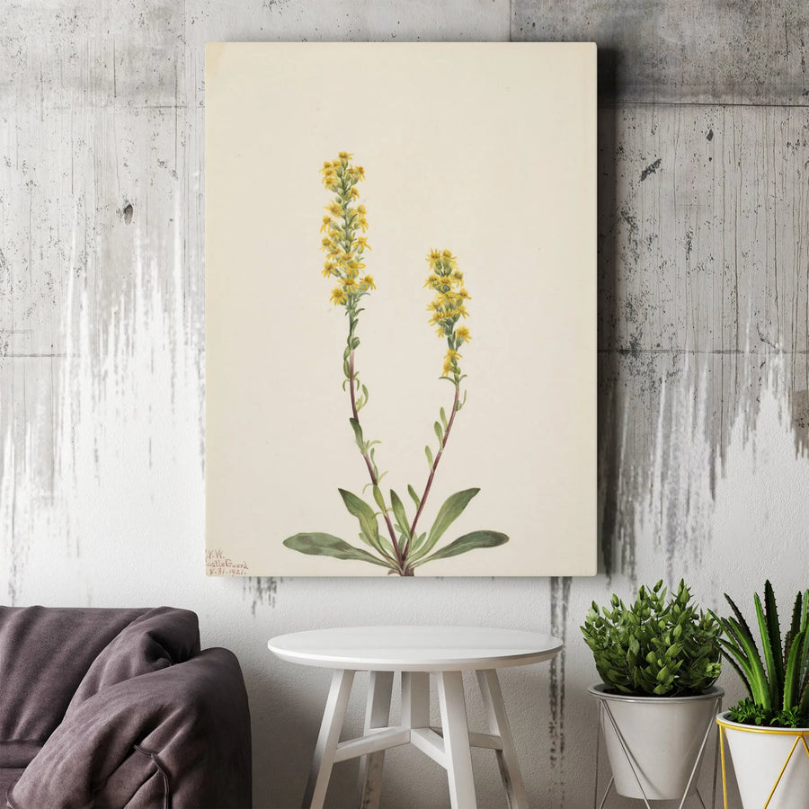 Vintage Goldenrod Canvas Print | Yellow Wildflower Botanical Illustration | Premium Gallery Wrapped Canvas | Cottagecore Wall Decor Gift