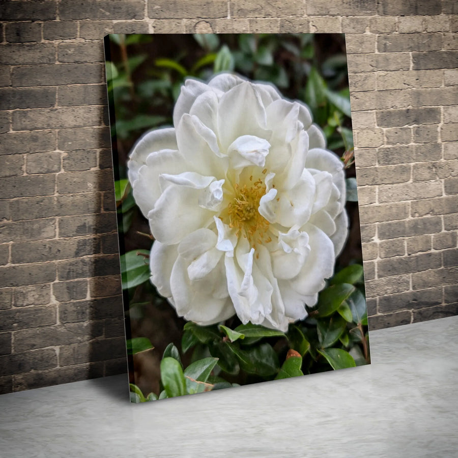 White Camellia Canvas Print | Floral Macro Photography Wall Art | Premium 1.25" Thick Gallery Wrap | Modern Botanical Home Decor Gift