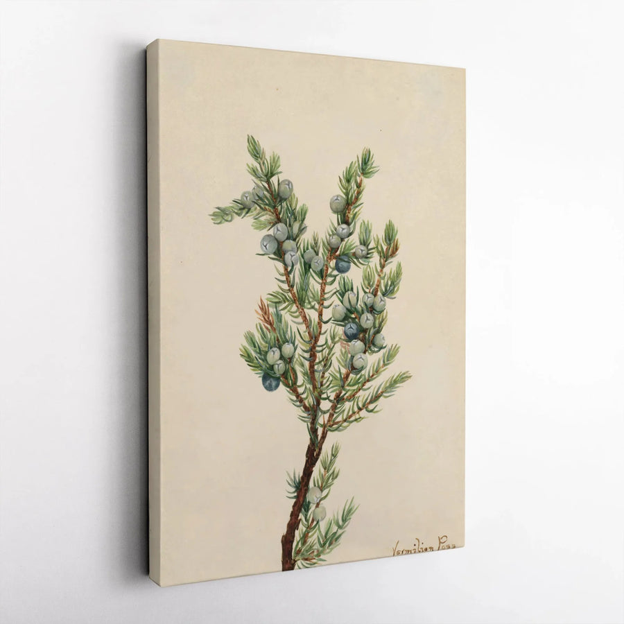 Juniper Berry Botanical Canvas Print | Vintage Botanical Illustration | Premium Gallery Wrapped Art | Rustic Farmhouse Kitchen Decor Gift