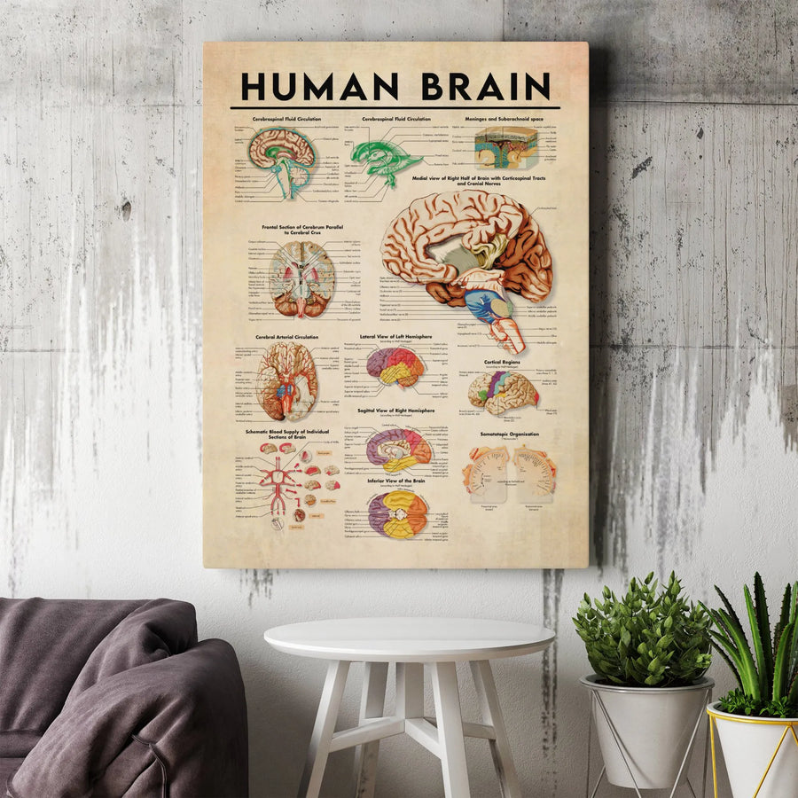 Human Brain Anatomy Poster | Vintage Medical Diagram Wall Art | Gallery-Quality Premium Canvas | Doctor Office Decor & Science Gift