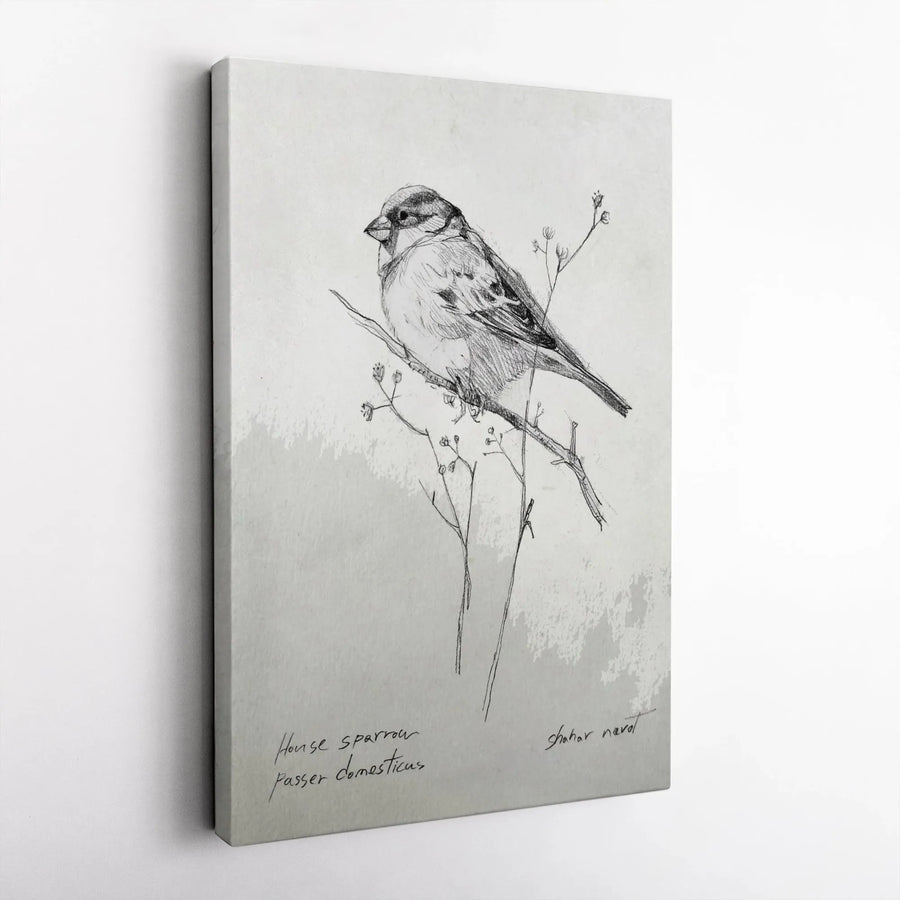 Sparrow Sketch Vertical Canvas | Vintage Naturalist Bird Illustration | Premium Thick Gallery Wrap Art | Gift for Bird Lover, Farmhouse Decor