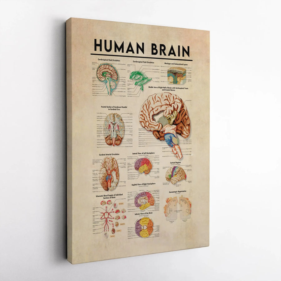 Human Brain Anatomy Poster | Vintage Medical Chart Canvas Wall Art | Premium Scientific Illustration Print | Gift for Doctor or Medical Student