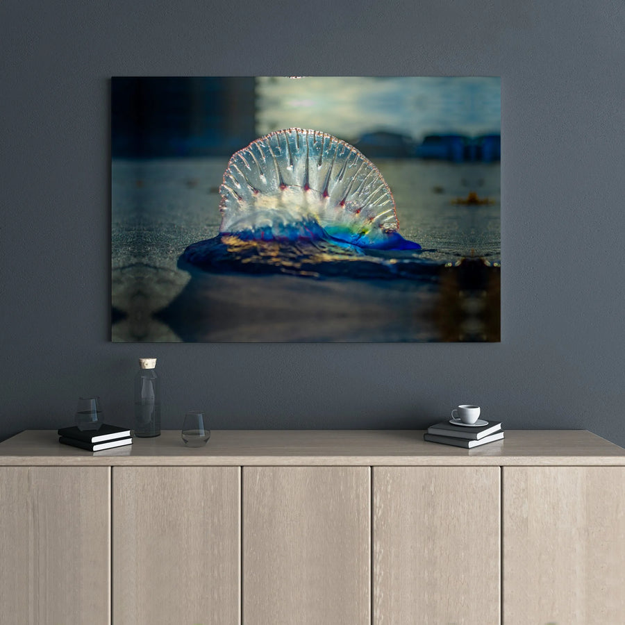 Portuguese Man O' War Canvas Art | Ocean Life Nature Photography | Gallery Wrap Premium Print | Coastal Beach House Wall Decor Gift
