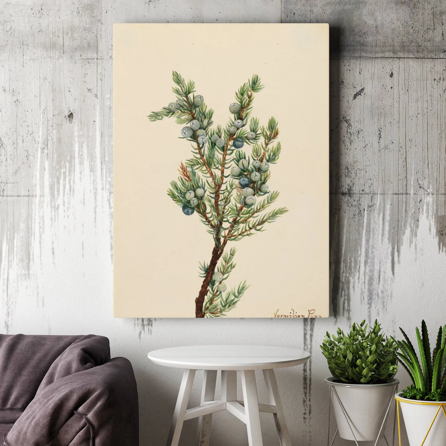 Juniper Berry Botanical Canvas Print | Vintage Botanical Illustration | Premium Gallery Wrapped Art | Rustic Farmhouse Kitchen Decor Gift
