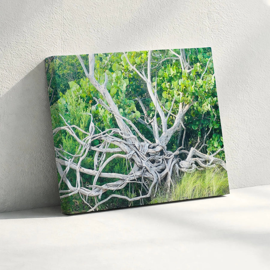 Gnarled Tree Roots Canvas Wall Art | Botanical Nature Photography Print | Premium Gallery-Wrapped Gallery Quality | Minimalist Home Decor Gift