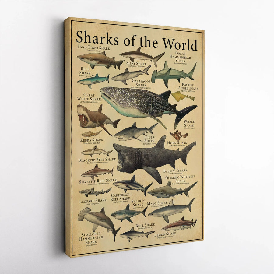 Sharks of the World Canvas Print | Vintage Marine Biology Species Chart | Premium Gallery-Wrapped Wall Art | Educational Gift for Ocean Lovers