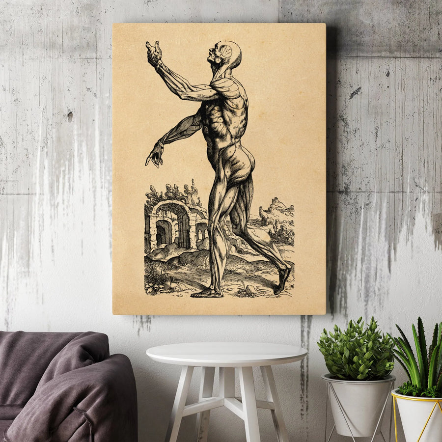 Vintage Human Anatomy Canvas Art | Renaissance Muscular System Study | Gallery-Wrapped Premium Print | Medical Office Decor & Science Gift