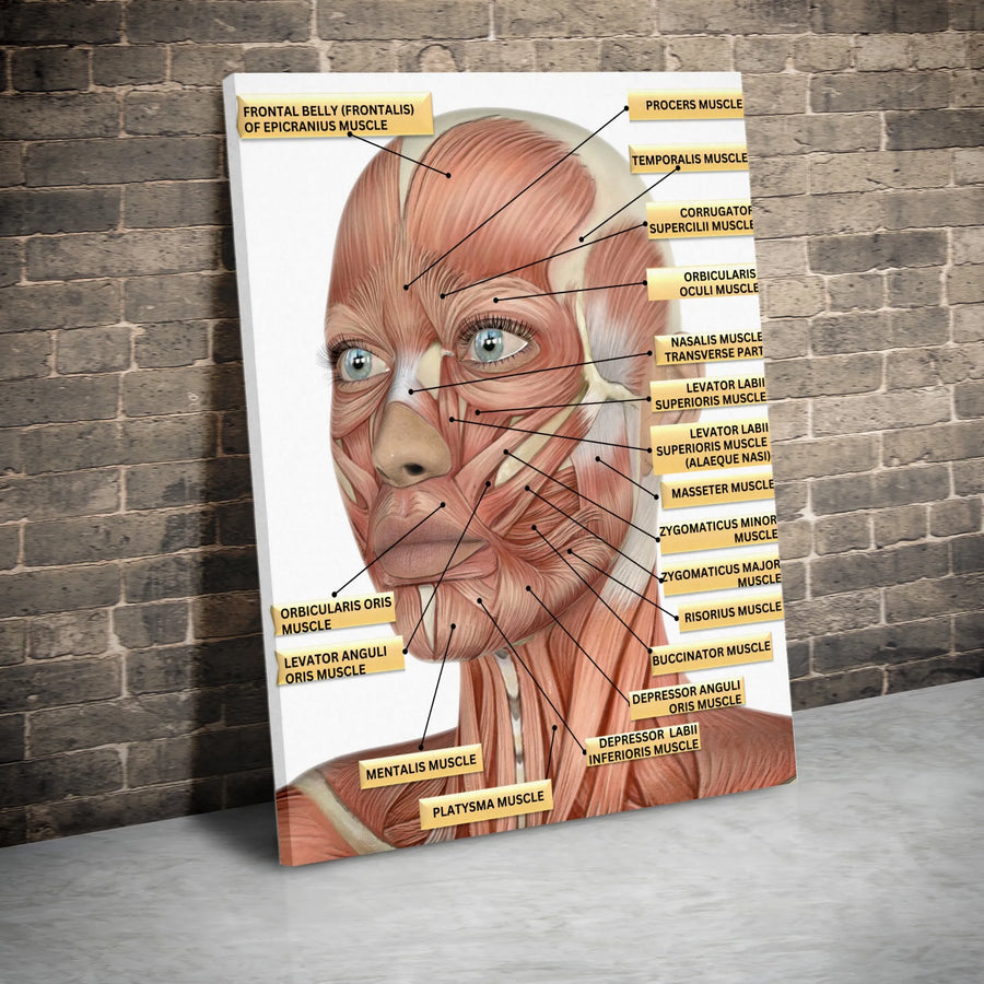 Facial Muscles Anatomy Canvas Print | Detailed Medical Illustration Chart | Premium Gallery Wrap Wall Art | Gift for Doctors, Students & Clinic Decor