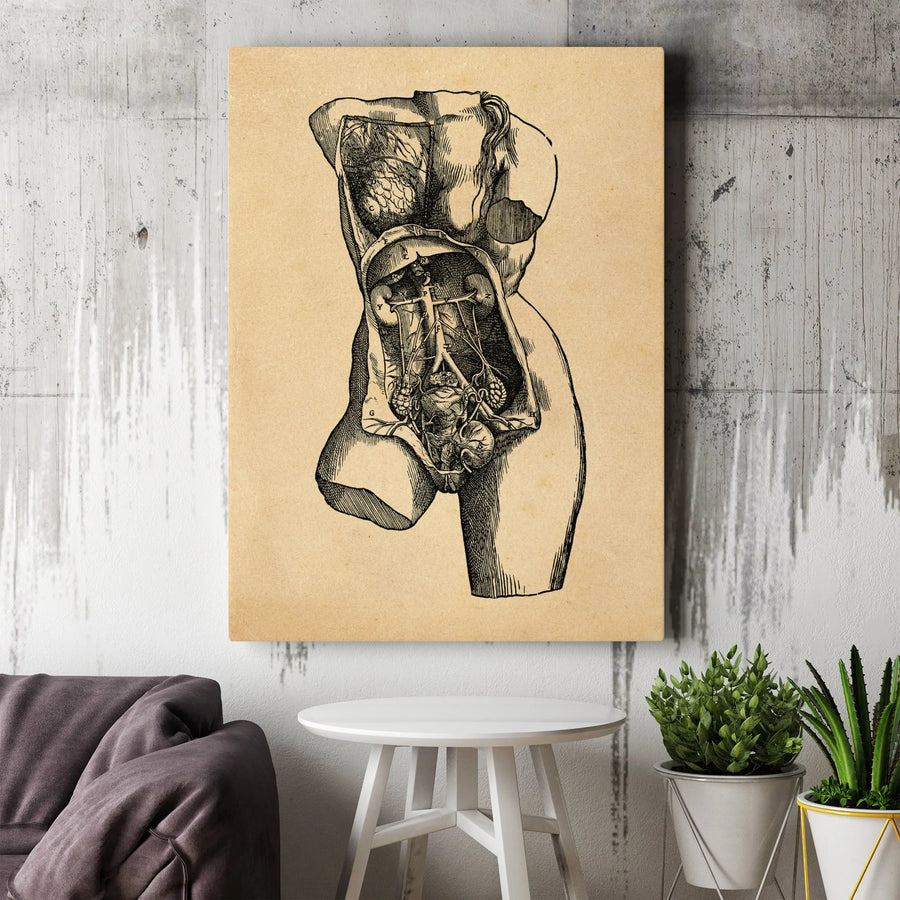 Vintage Anatomical Human Torso Art | Scientific Medical Illustration Print | 1.25-Inch Premium Gallery Canvas | Unique Office Decor Gift