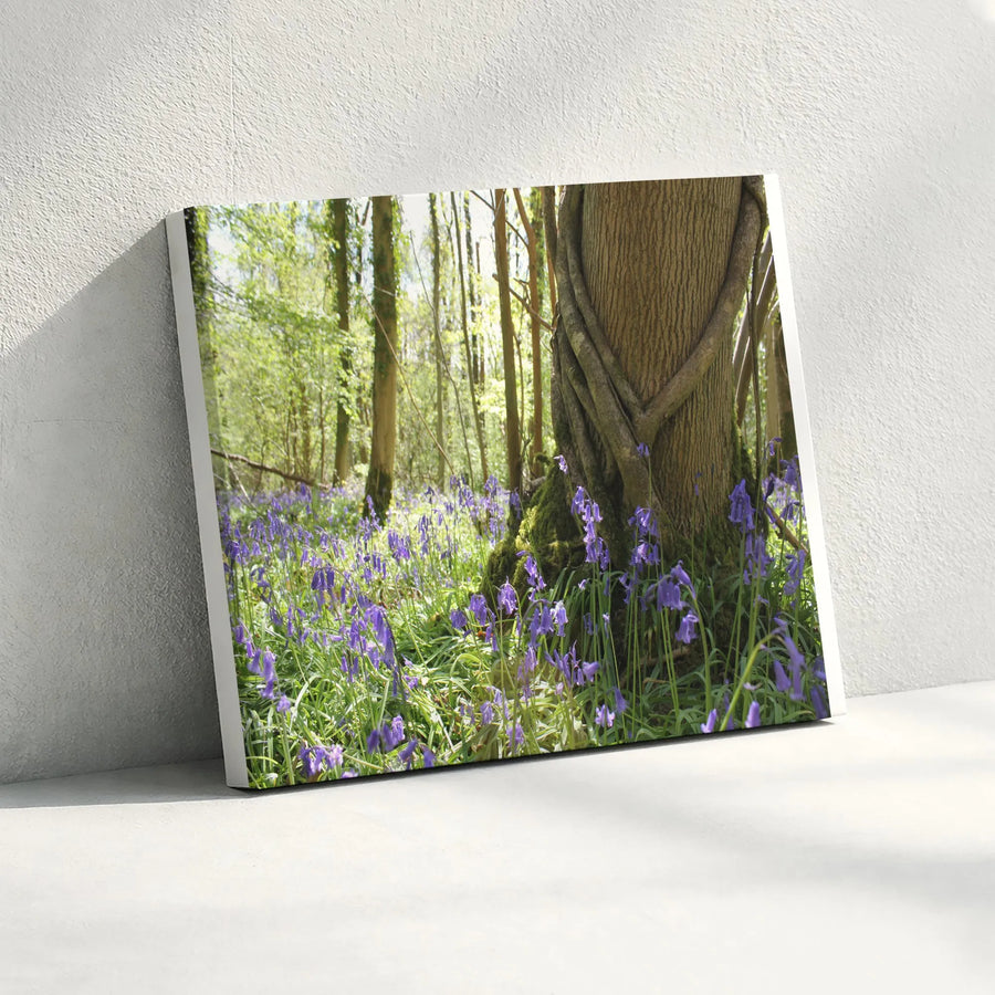 Bluebell Forest Canvas Print | Sunlit Woodland Photography Art | Premium Thick Gallery Wrap | Nature Lover Wall Decor Gift