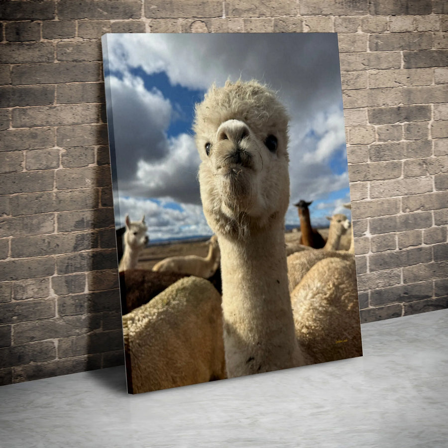 Funny Alpaca Portrait Canvas | Whimsical Farm Animal Selfie | Premium Gallery Wrap Wall Art | Farmhouse Decor Gift for Animal Lovers