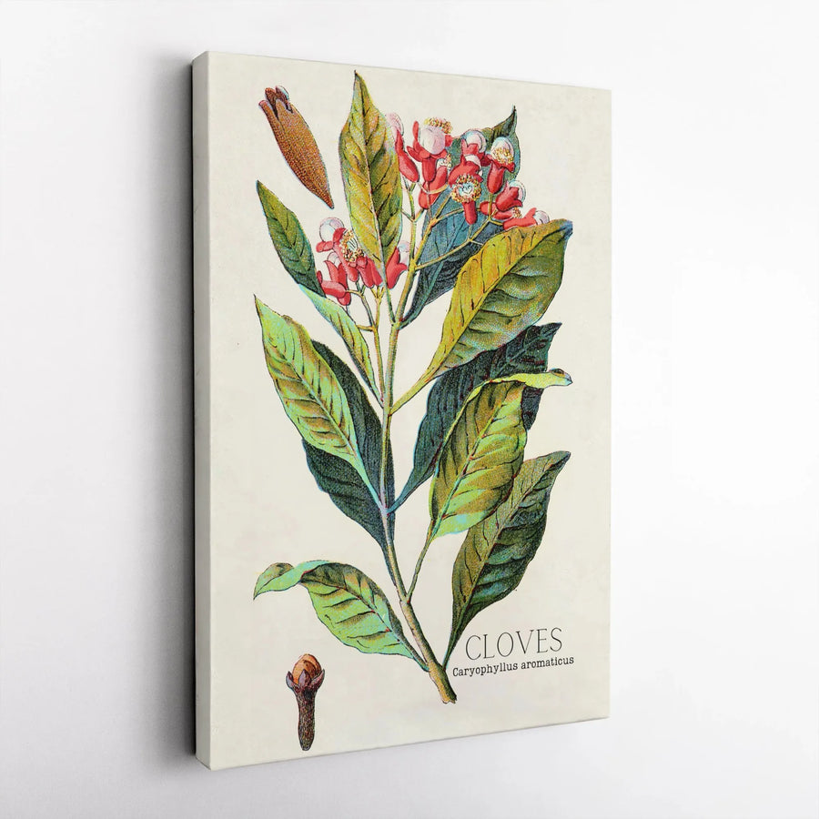 Vintage Botanical Cloves Canvas Print | Scientific Clove Plant Illustration | Premium Fade-Resistant Ink | Kitchen & Farmhouse Wall Decor Gift
