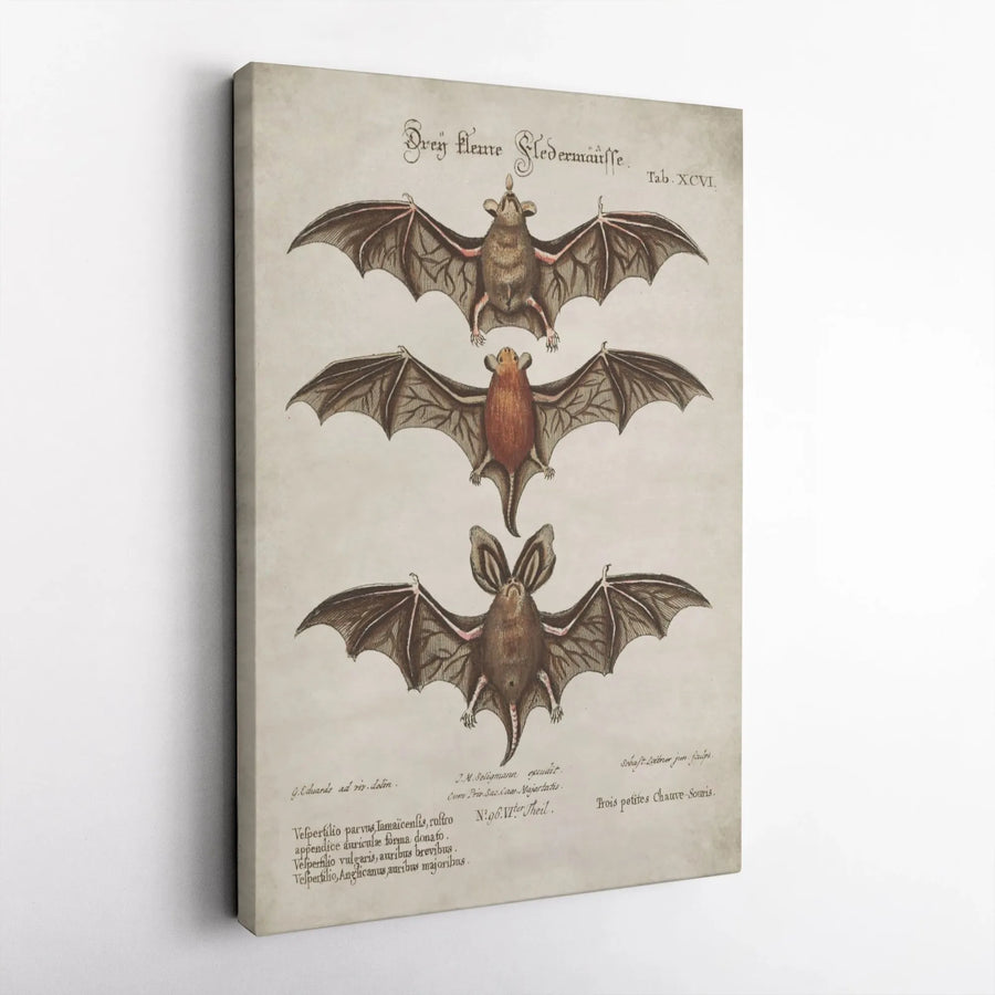 Vintage Bat Canvas Print | Scientific Zoology Illustration | Premium Gallery Wall Art | Dark Academia Decor Collector's Gift