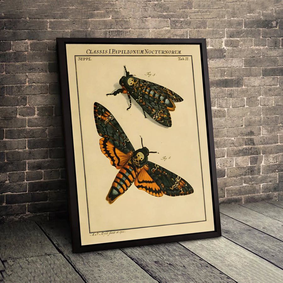 Death's-Head Hawkmoth Canvas Art | Vintage Scientific Insect Illustration | Premium Fade-Resistant Gallery Wrap | Gothic Entomology Home Decor